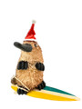Quirky Aussie Surfing Platypus - 12cm Christmas Tree Ornament
Our beautiful Aussie Animal Christmas Hanging Ornament range will be a delight for kids and adults alike. Featuring a full range of Australian animals, be sure to collect them all.