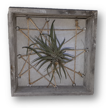 air plant and frame