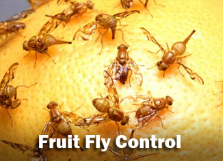 fruit fly control