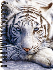 White Tiger Repose