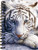 White Tiger Repose