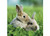 Ravensburger - Cute Bunnies Puzzle 3x49pc - RB08041-0 two bunnies 
