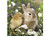 Ravensburger - Cute Bunnies Puzzle 3x49pc - RB08041-0 bunny and chick 
