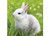 Ravensburger - Cute Bunnies Puzzle 3x49pc - RB08041-0  white bunny