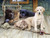 Ravensburger - Ruff Day Large Format Puzzle 750pc RB19939-6 jigsaw