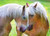 Ravensburger - Tender Moment - (Horse) A Moment Together Puzzle 1000pc Jigsaw