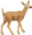 Schleich - White-Tailed Doe SC14710 (4005086147102)