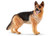 Schleich - German Shepherd SC16831 (4005086168312)