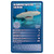 Top Trumps - Sharks - Hammerhead Shark