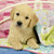 Ravensburger - Cute Puppy Dogs Puzzle 3x49 piece RB08065-6 - curious puppy