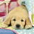 Ravensburger - Cute Puppy Dogs Puzzle 3x49 piece RB08065-6 - puppy