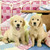 Ravensburger - Cute Puppy Dogs Puzzle 3x49 piece RB08065-6 - Puppy friends