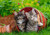 Ravensburger - Kitten Adventures Puzzle 2x12 piece RB07626-0