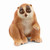 Schleich - Slow Loris SC14852