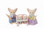 Sylvanian Families - Fennec Fox Family SF5696