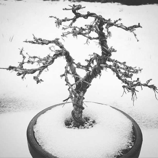 Winter Protection for you Bonsai and Pots
