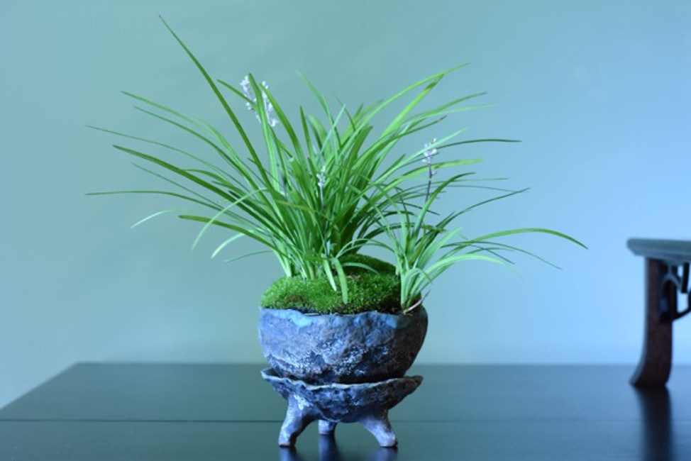 Customer Bonsai in Iker Pots