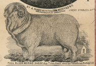 Merino Sheep, New York 1854 Old Town Map Custom Print - Chautauque Co.