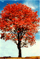 lapacho-tree.png