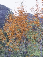northern-silky-oak.jpg