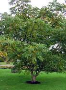 walnut-tree.jpg