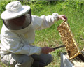 Certified Master Beekeeper Leslie Huston at a Field Visit