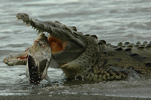 Everglades National Park | Everglades tours from Miami