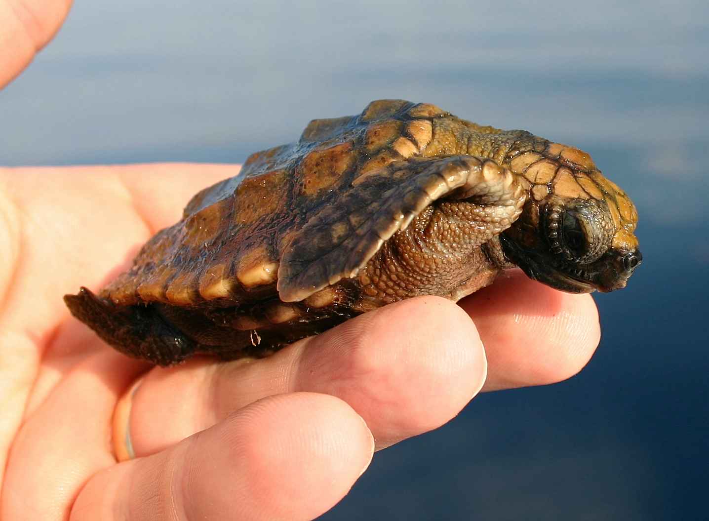 Loggerhead sea turtle | Everglades Tours