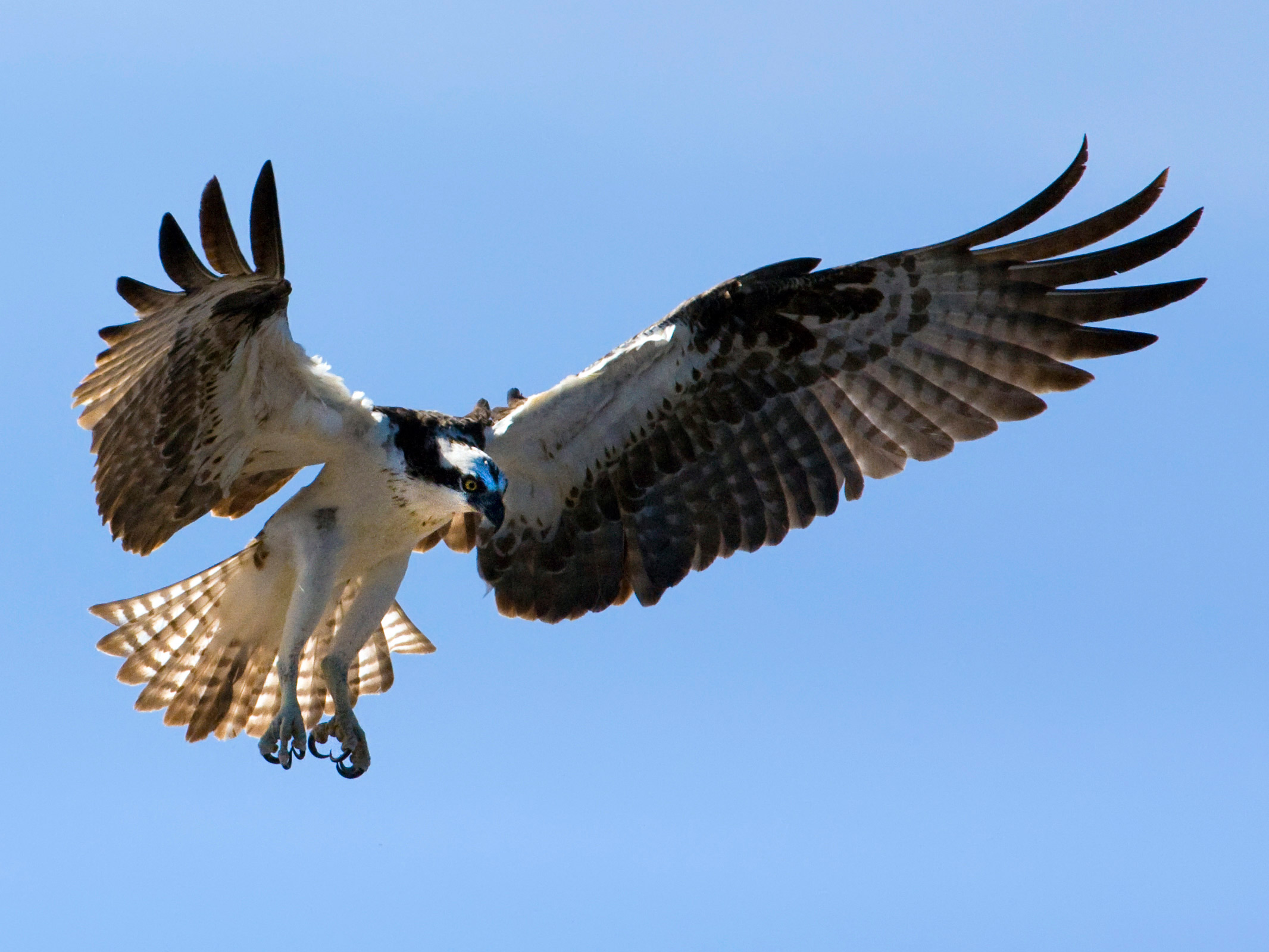 osprey-adult-on-nest-wow.jpg?t=1430796991