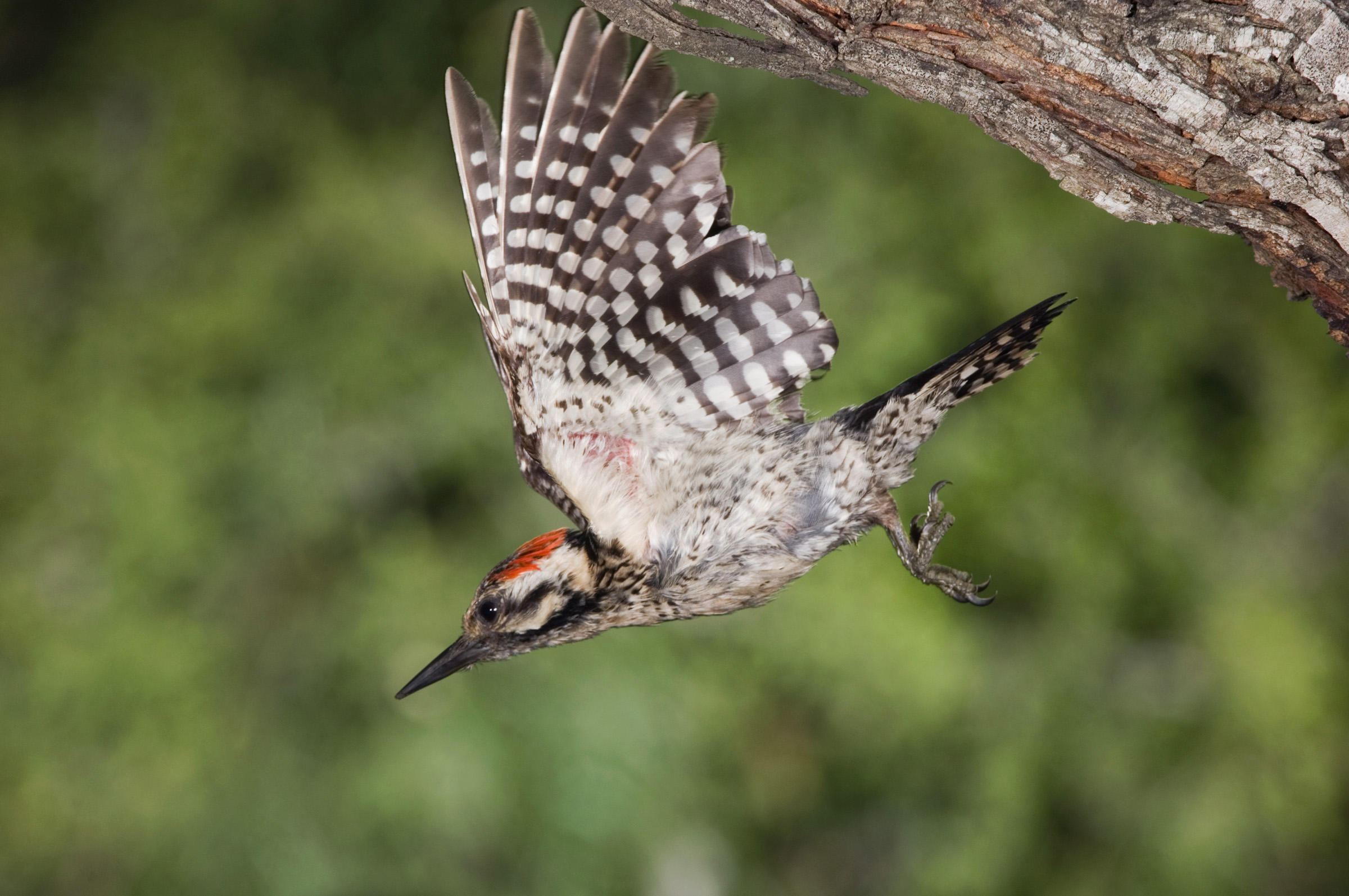 red cockaded woodpecker call