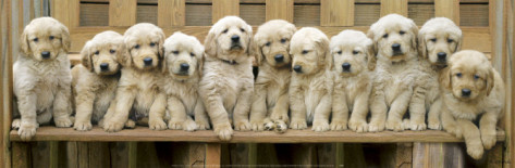 Dog Posters