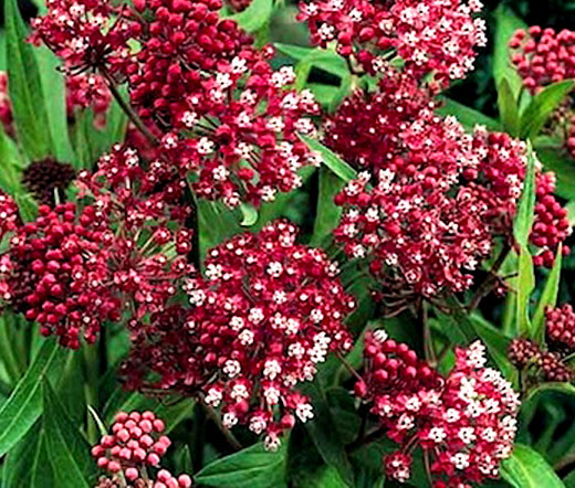 Butterfly Weed Rose Asclepias Tuberosa Seeds