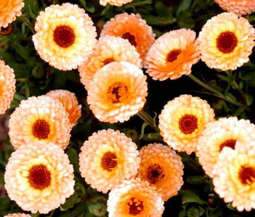 Caléndula Pink Surprise - Mercado Vivo - Foto 5