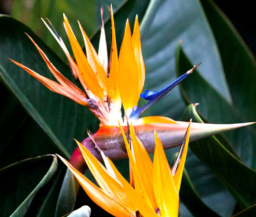 Bird of Paradise Dwarf Strelitzia Reginae Seeds