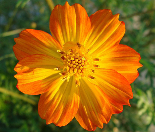 Cosmos Orange Cosmos Sulphureus Seeds