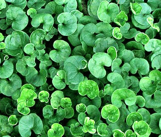 dichondra dichondra repens seeds business gift certificates