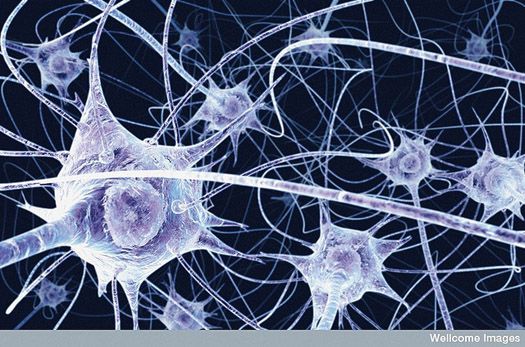 health foreskin has specialised nerve cells - Novoglan