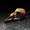 Quail Skull in bronze