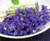 April Violets
