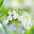 Lily of the Valley 