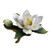 White Magnolia