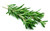 Rosemary Herb