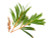  Tea Tree Oil
Tea tree oil contains a number of compounds, including terpinen-4-ol, that have been shown to kill certain bacteria, viruses and fungi.

Terpinen-4-ol also appears to increase the activity of your white blood cells, which help fight germs and other foreign invaders

These germ-fighting properties make tea tree oil a valued natural remedy for treating bacterial and fungal skin conditions, preventing infection and promoting healing.