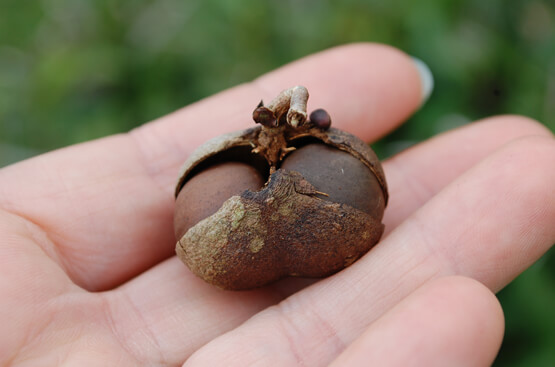Seed Pod from Tea Plant