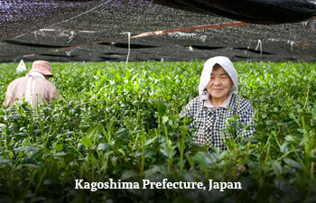 Organic Tea from Kagoshima Prefecture, Japan