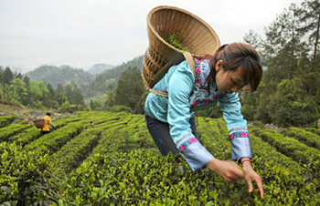 Fair Trade Certified Tea