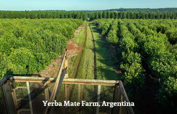 Organic Yerba Mate from Argentina