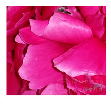 PINK PEONY
24 X 18
Limited Edition: 100 prints