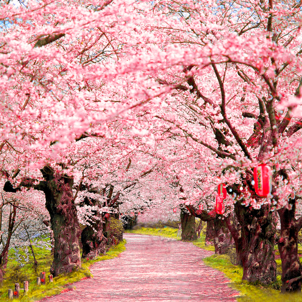 Cherry Blossom Aisle Backdrop | Photo Pie
