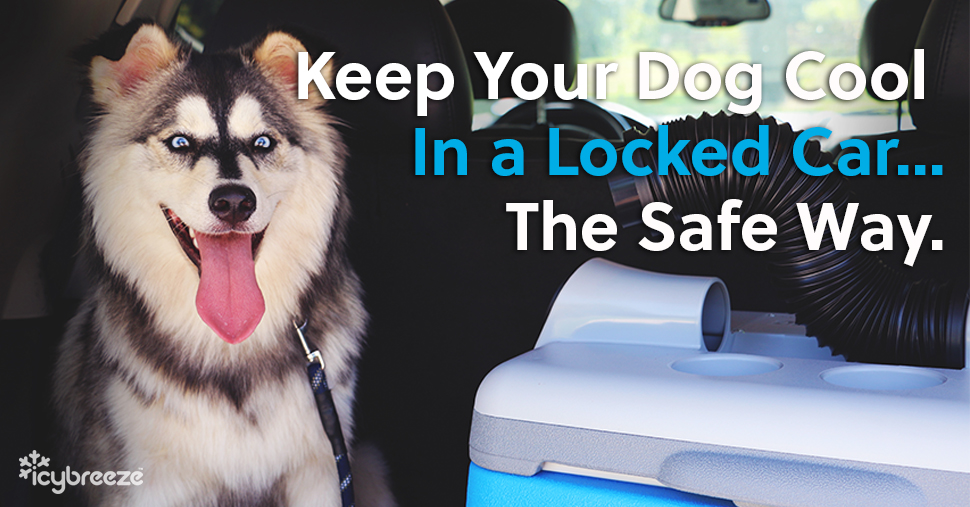 How to Keep Your Dog Cool In a Locked Car... The Safe Way IcyBreeze